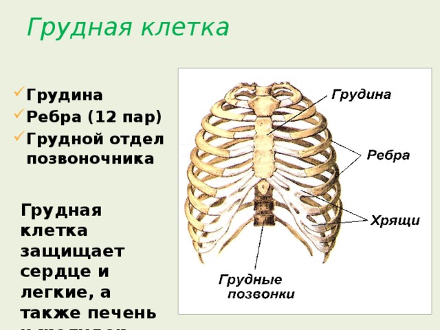 Будова грудної клітки